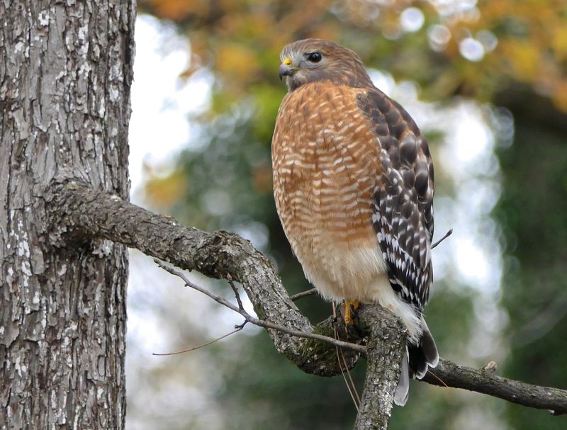 The best reading of the hawk is a more observant yard