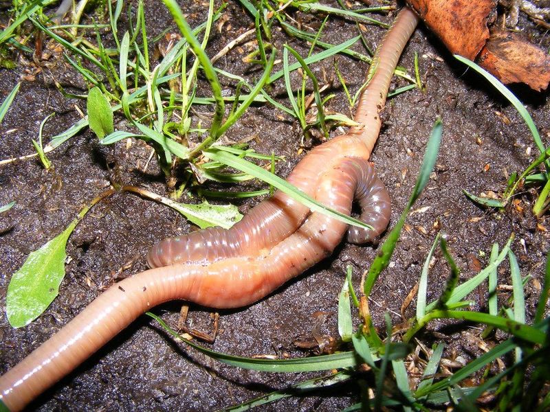 Earthworms can benefit turf without proving soil health