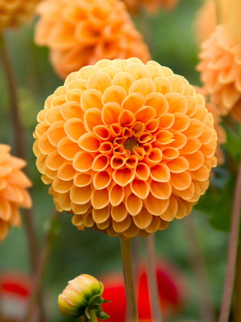 Dahlias