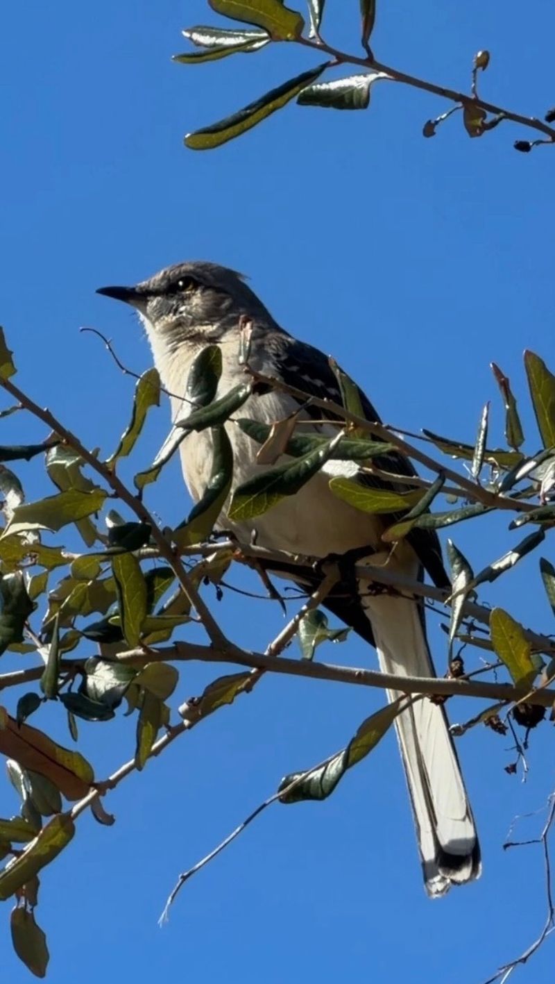 Northern Mockingbird