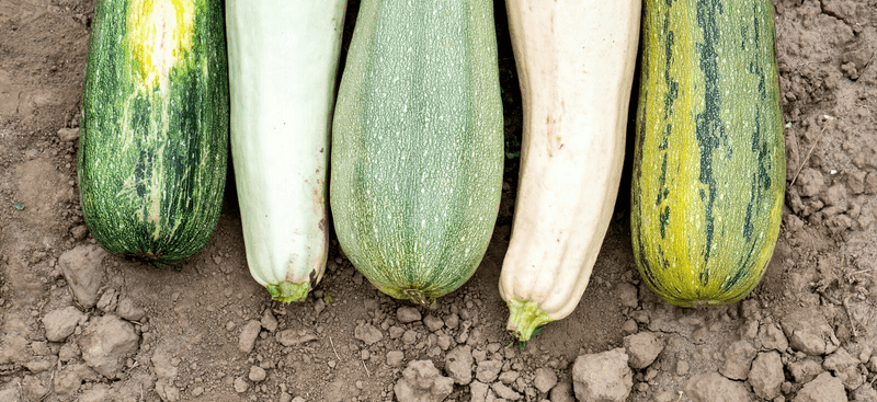 Know Your Variety's Color