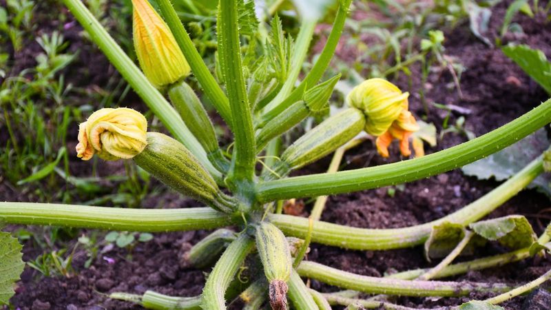 Heat and crop stress can imitate a pollination problem