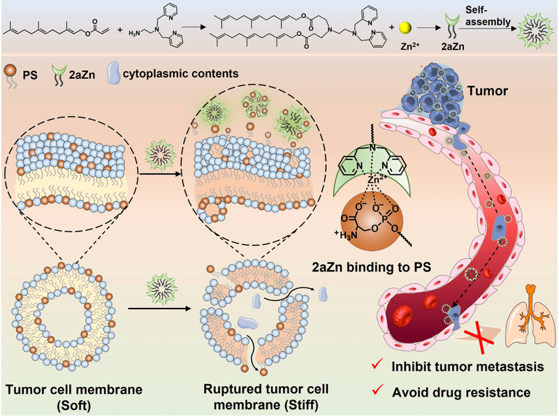 Why some tumor membranes may be more vulnerable
