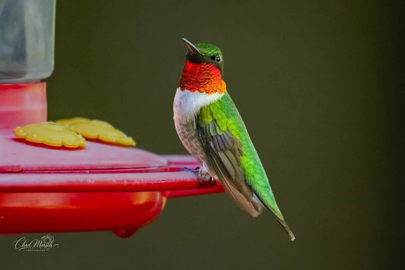 Ruby-throated Hummingbird