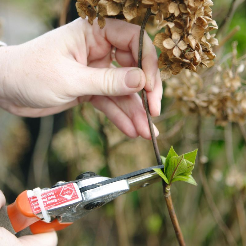 Deadhead Spent Blooms the Smart Way