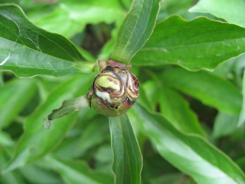 Fungal Diseases (Botrytis Blight)