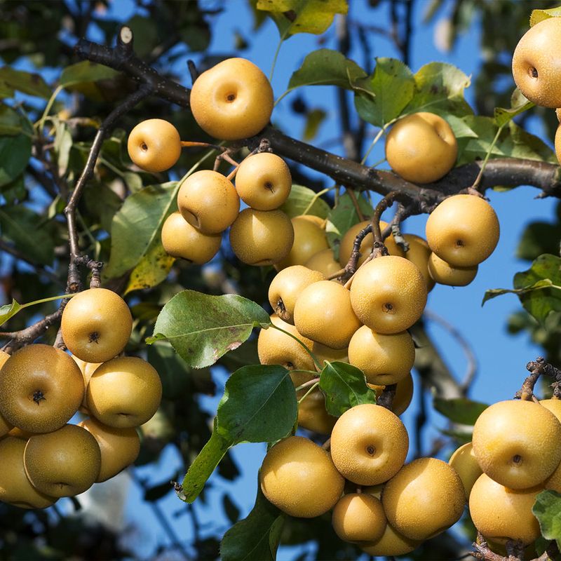 Pear (Pyrus communis and Asian Pears)