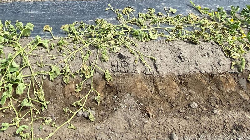 Missing the Signs of Fusarium Wilt in the Soil