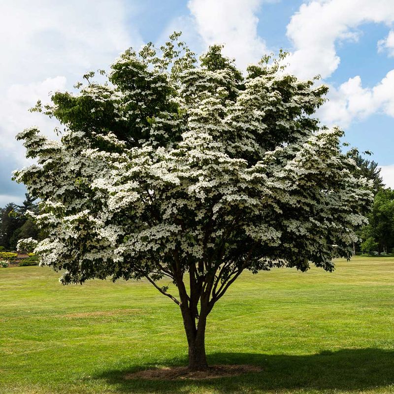Kousa Dogwood (Cornus kousa)