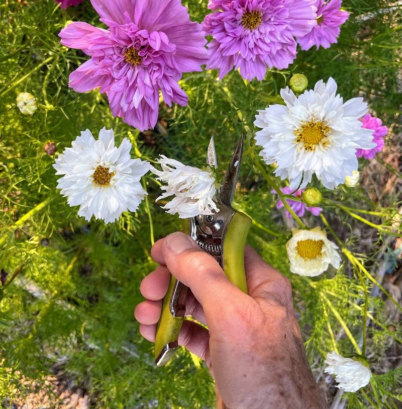 Complete the cut before flower buds develop