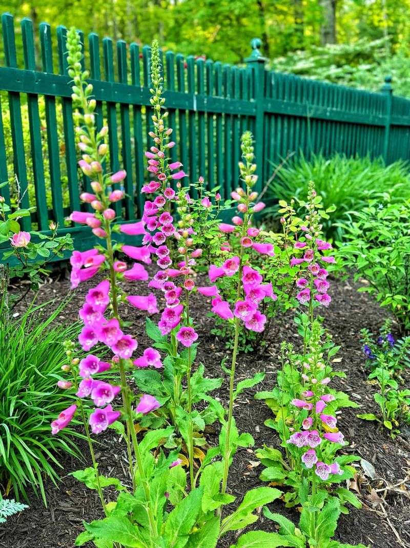 Foxglove (Digitalis)