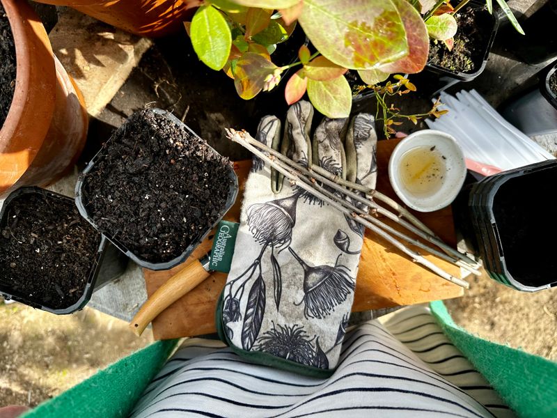Prepare a Clean Cutting Station and Airy Medium