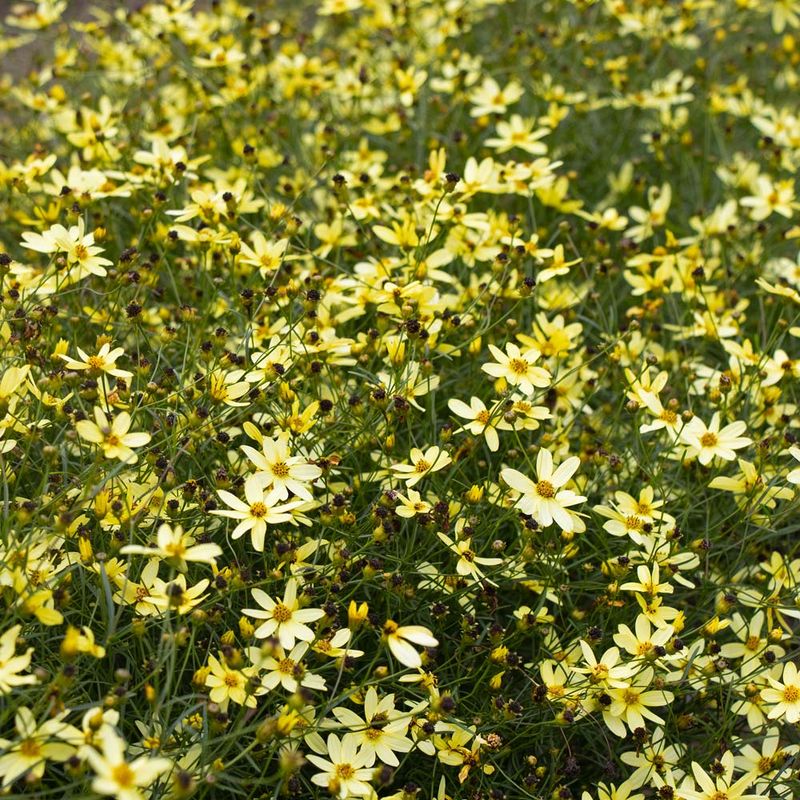 'Moonbeam' Tickseed (Coreopsis verticillata 'Moonbeam')