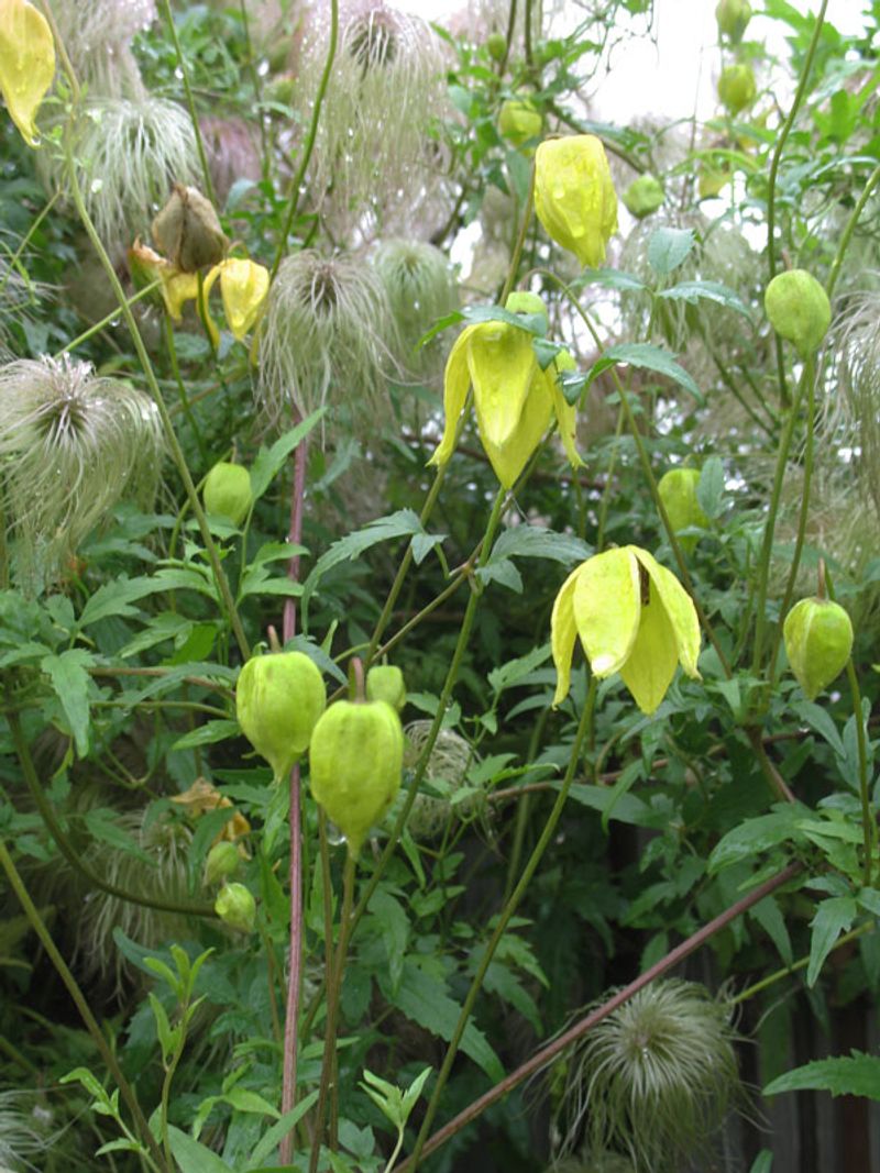 Golden Clematis (Clematis tangutica)