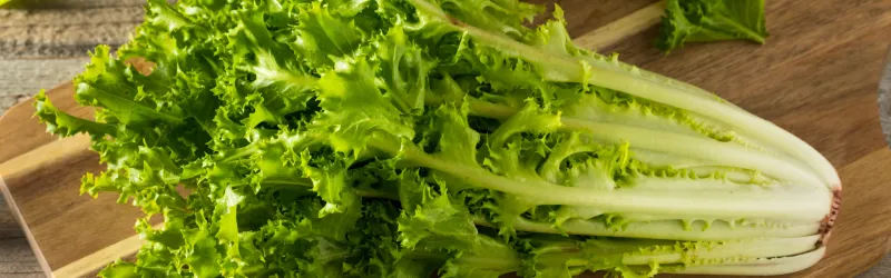 Endive