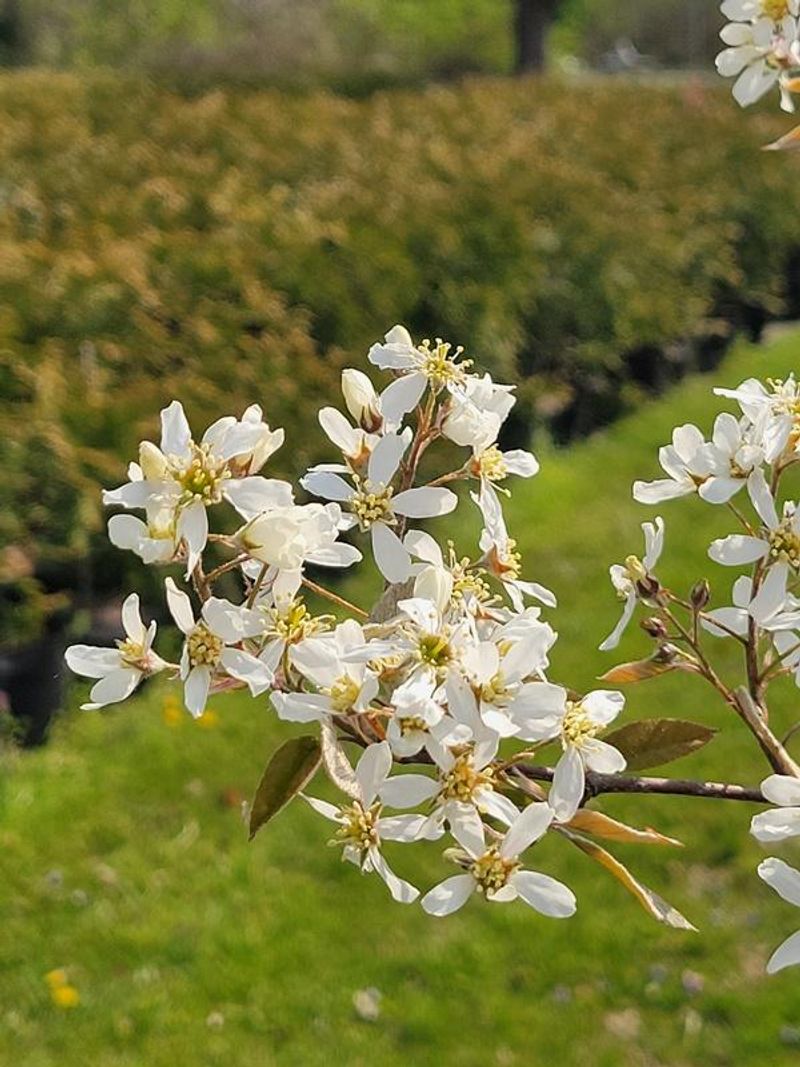Serviceberry