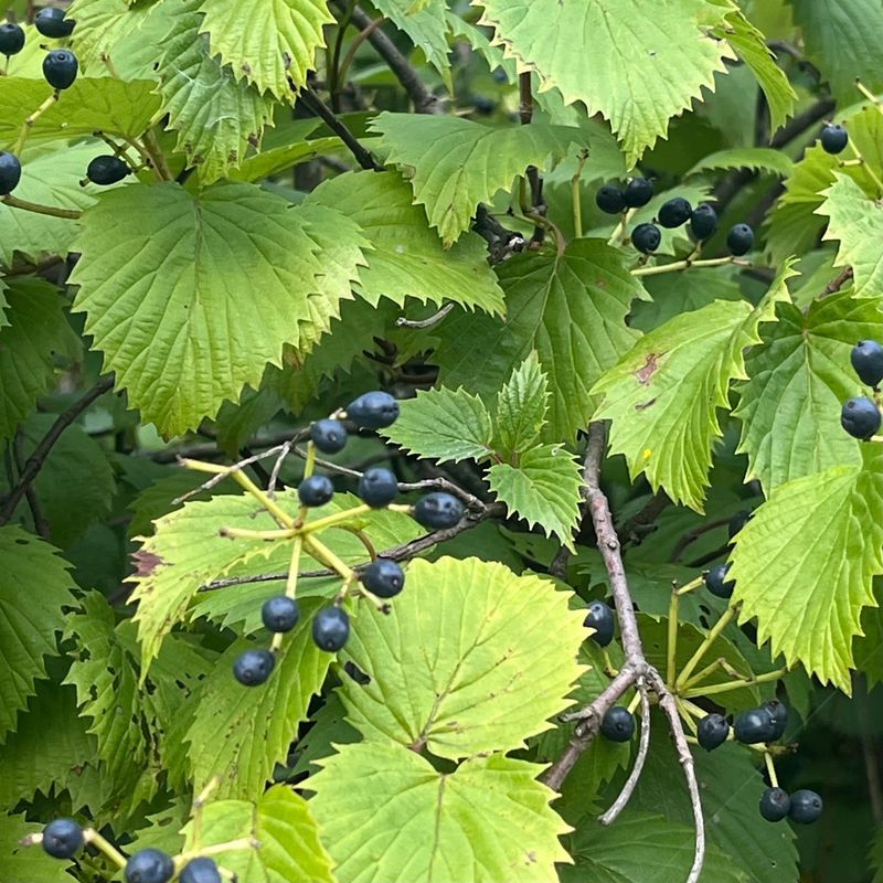 Arrowwood Viburnum