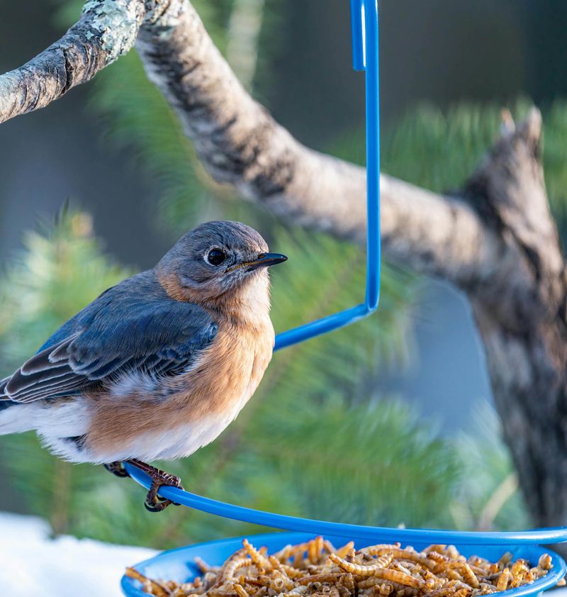 Dried Mealworms