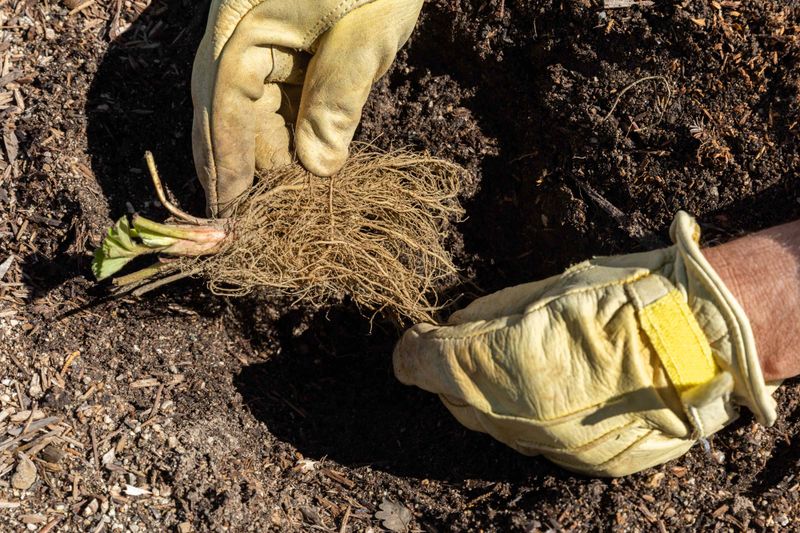 Choose a suitable site and set crowns correctly