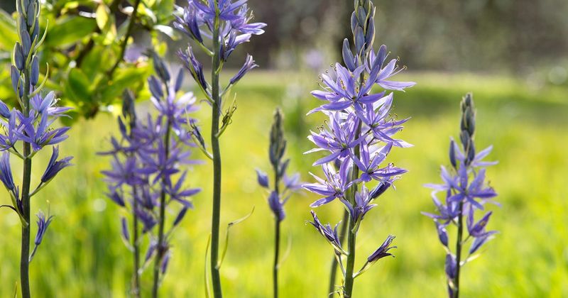 Camassia