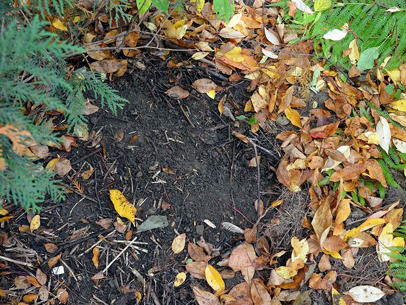 Keep useful habitat without treating leaves as bait