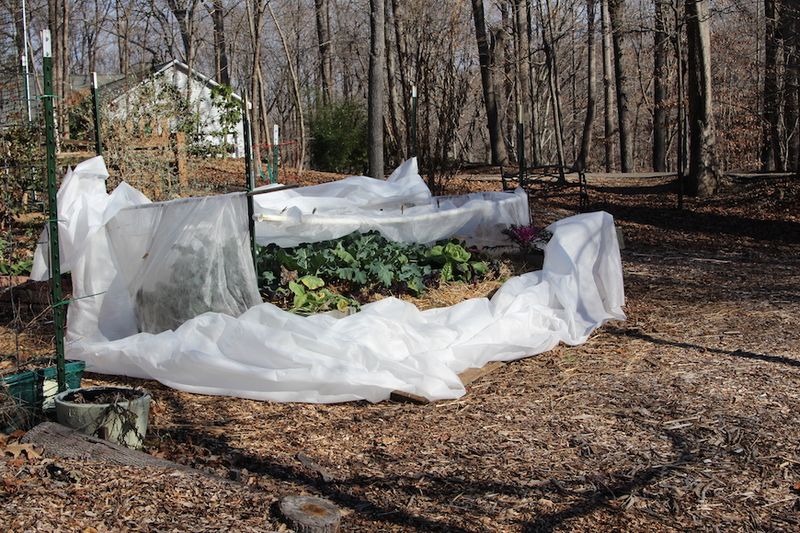 Collards tolerate frost, but freezing can damage leaves