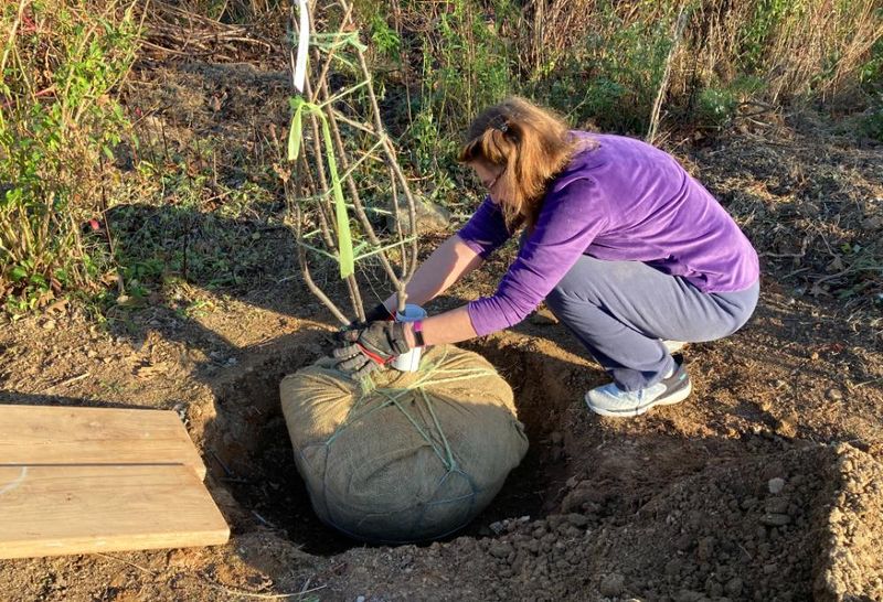 Plant at grade, then protect the root ball