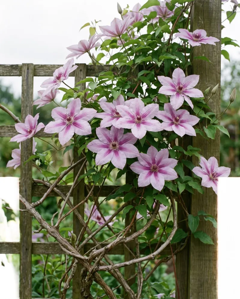 Small, pale flowers are a clue, not a diagnosis