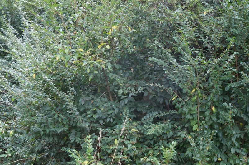 Chinese Privet (Ligustrum sinense)