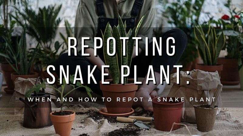 Repot when the plant needs room, not to force pups