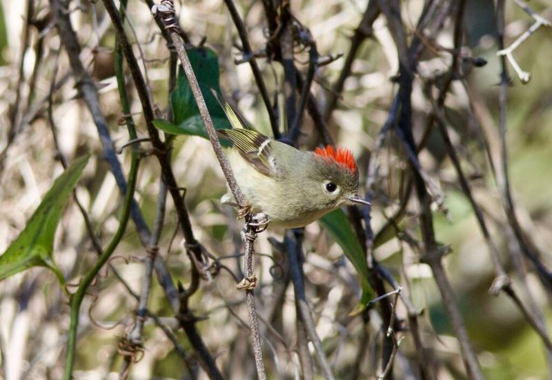 Ruby-crowned Kinglet
