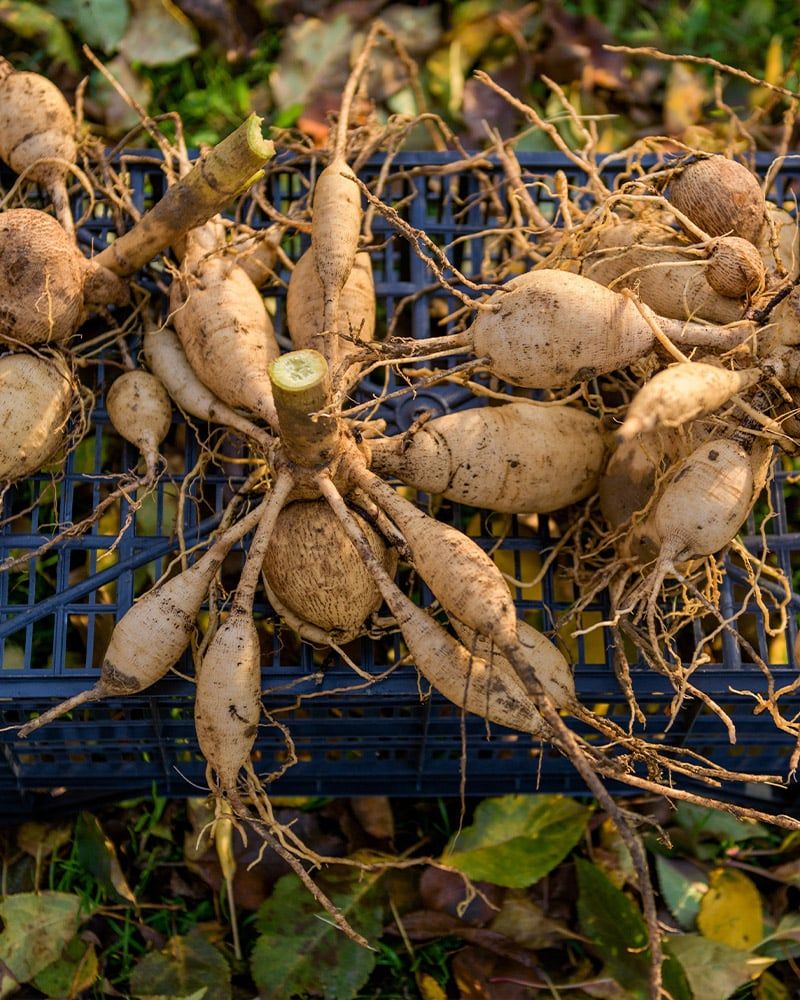 Cut Stems and Drain Them