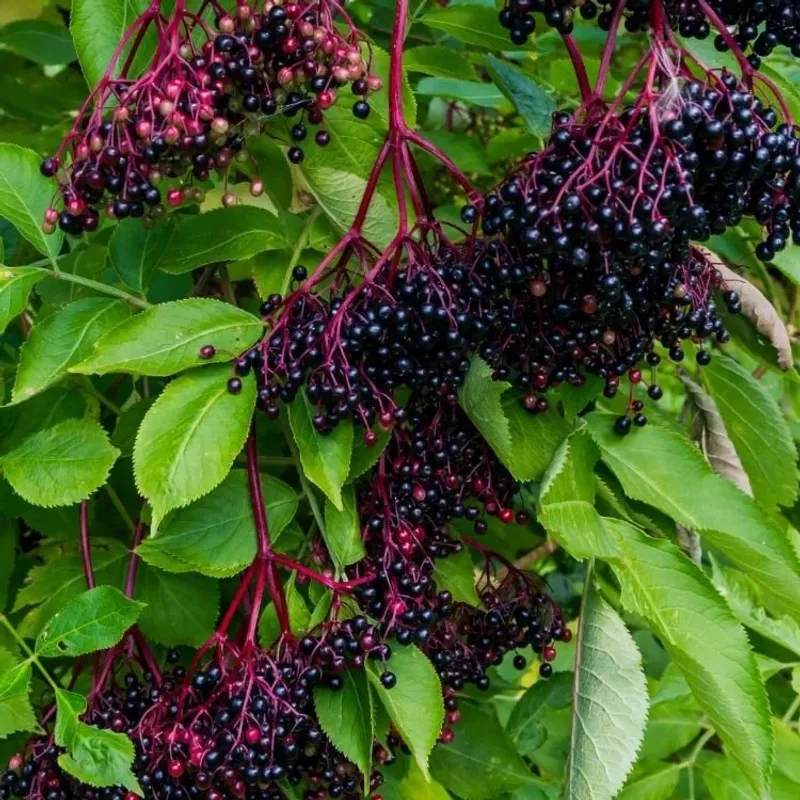 Elderberry
