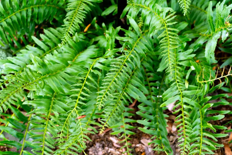 Christmas Fern (Polystichum acrostichoides)