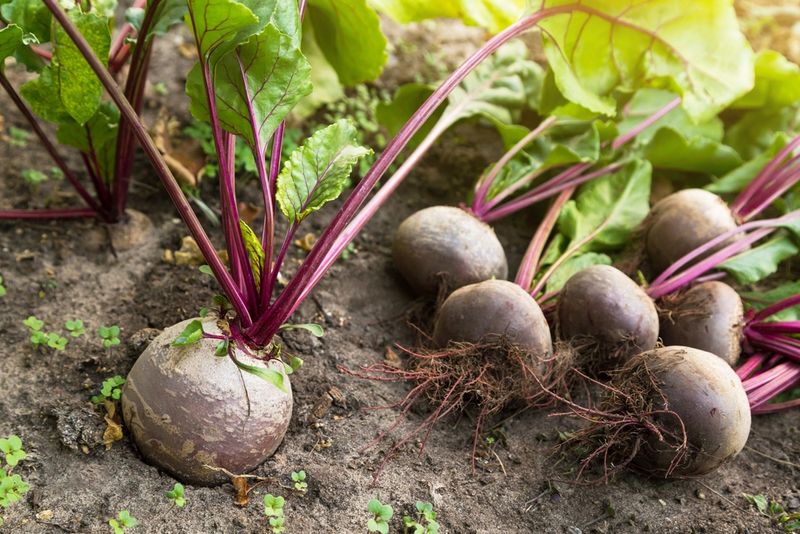 Beets