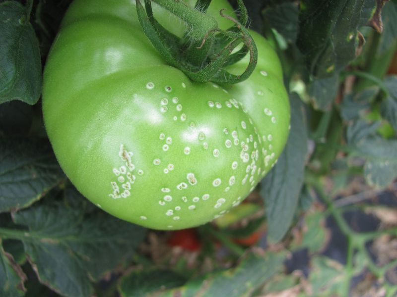 Bacterial Canker