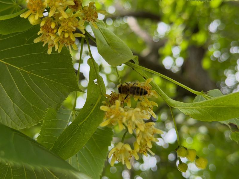 Basswood offers a seasonal nectar pulse, not a year-round buffet