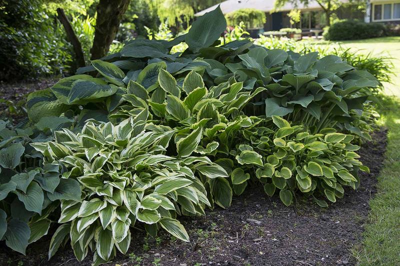 Check Moisture First When a Hosta Is New or Drought-Stressed