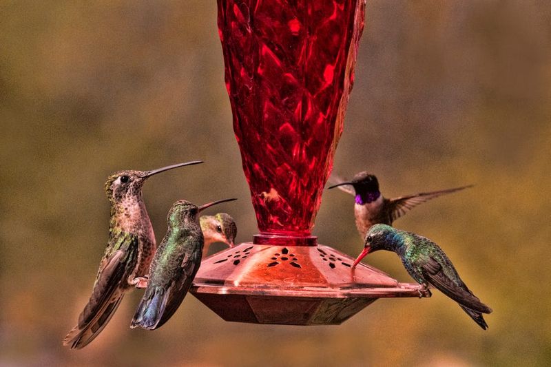 The Multi-Feeder Sharing Setup