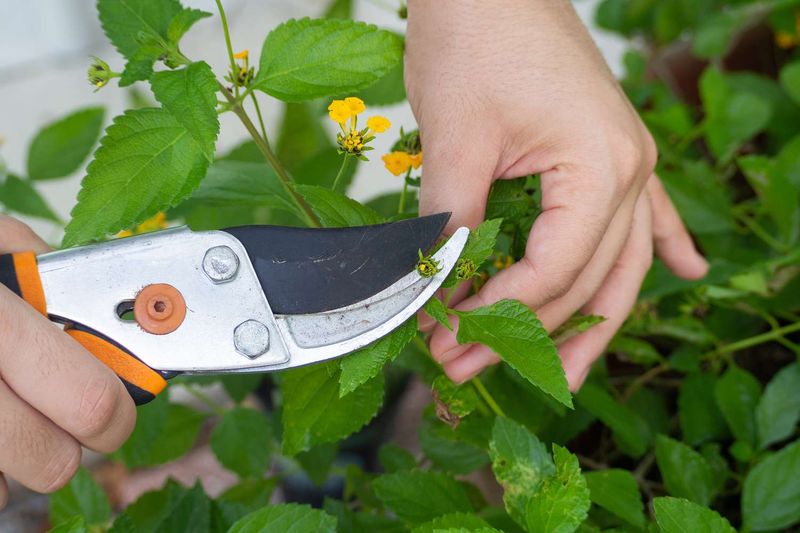 Avoid Heavy Pruning in Early Fall