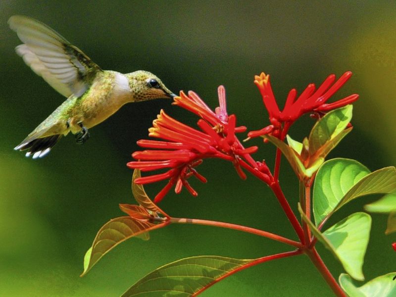 Firebush (Hamelia patens)