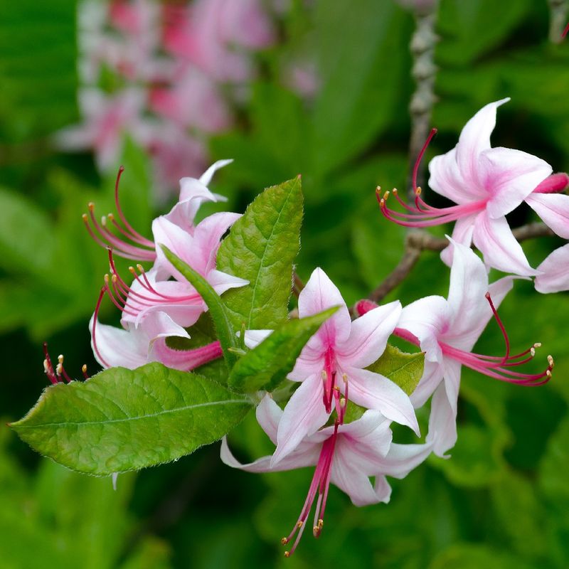 Piedmont Azalea (Rhododendron canescens)