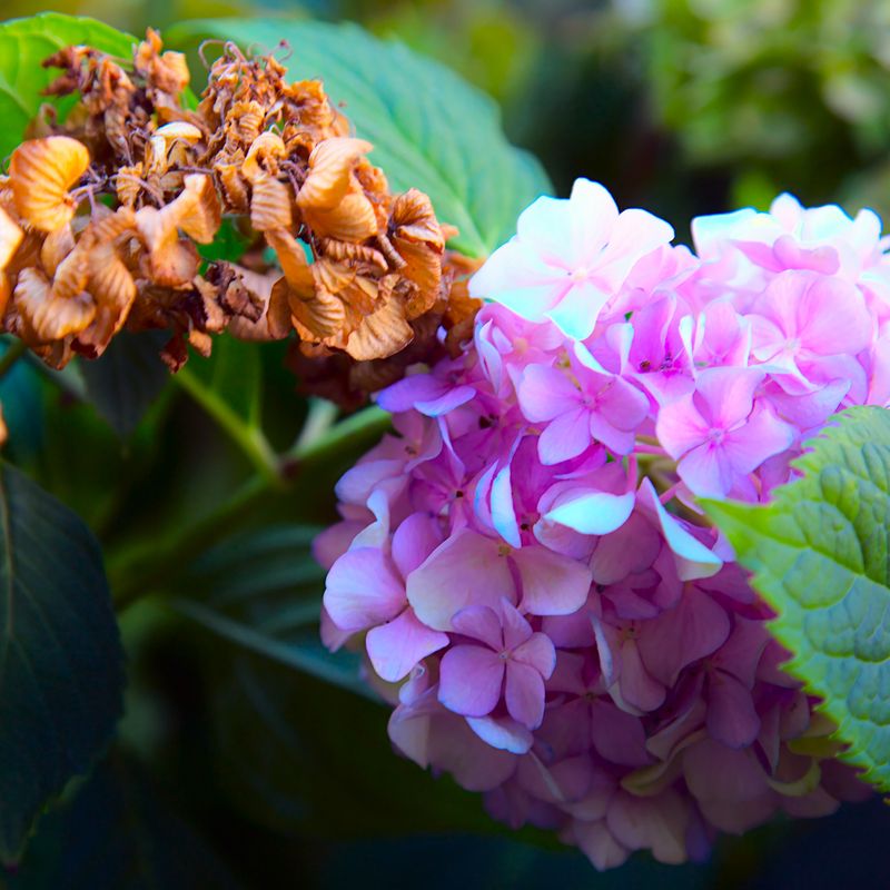 Water-soaked spots and gray fuzz point toward Botrytis