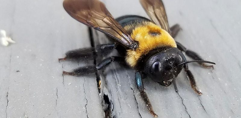 First, make sure it is the large carpenter bee