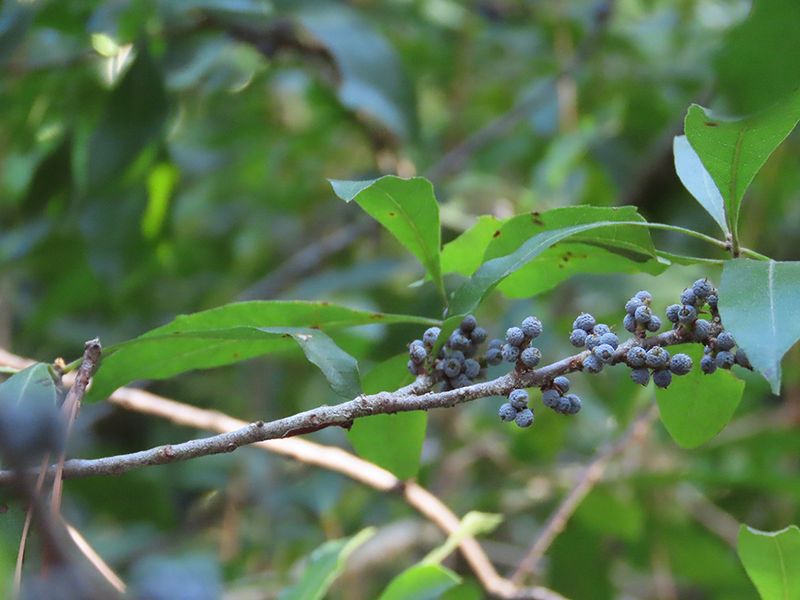 Wax Myrtle
