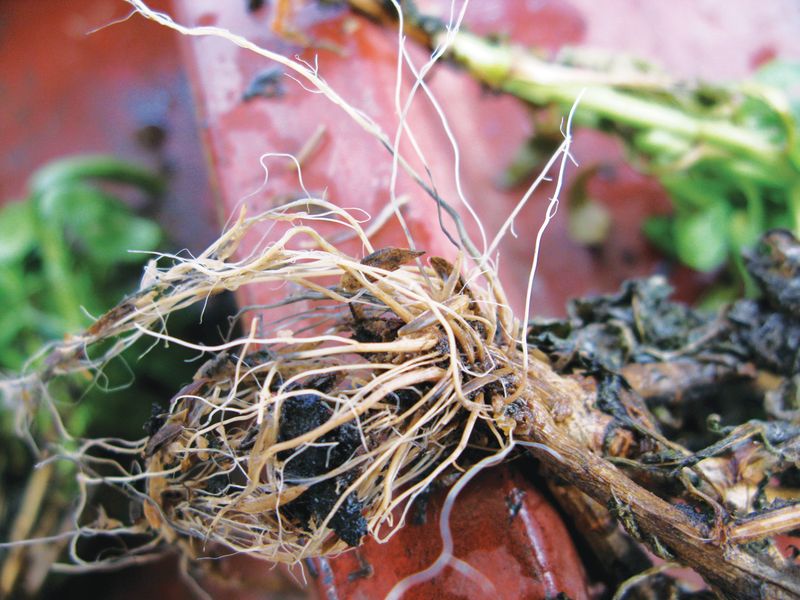 Damaged Roots
