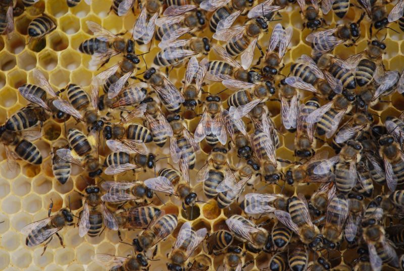 The Queen Stops Laying Worker Eggs