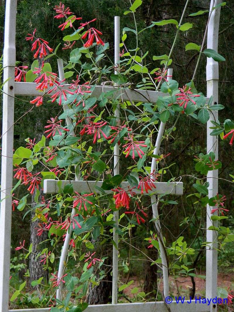 Coral Honeysuckle