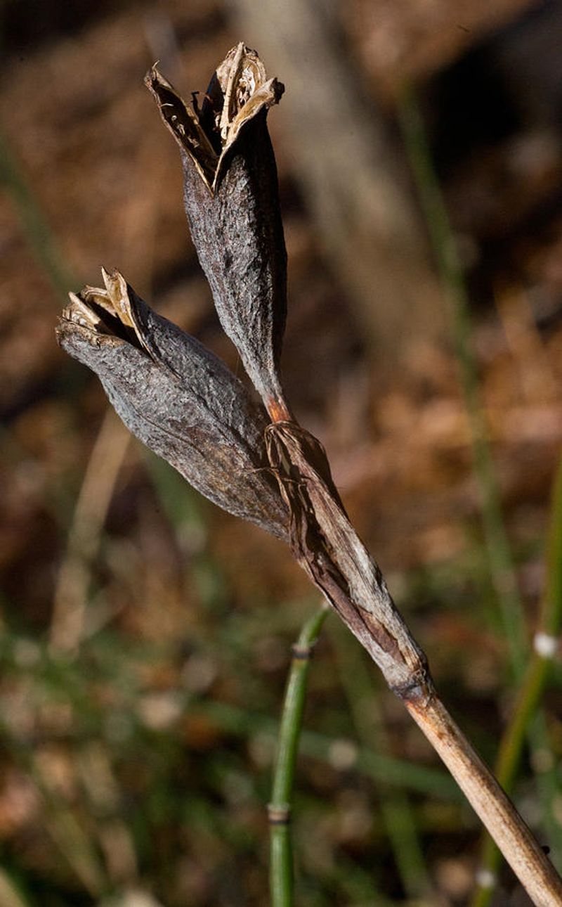 Siberian Iris (Iris sibirica)