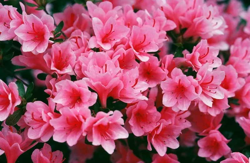 Azaleas and Rhododendrons